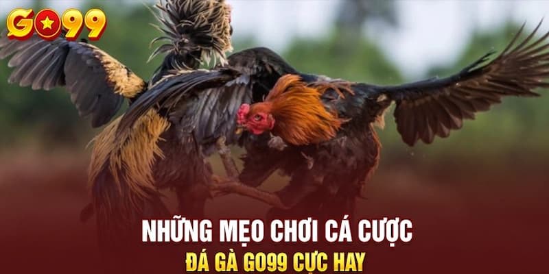 Mẹo chơi thắng lớn khi trải nghiệm đá gà tại Go99